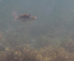 Rhinecanthus aculeatus