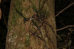 Dendrobium bowmanii