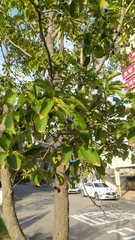 Chionanthus retusus