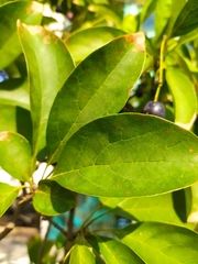 Chionanthus retusus