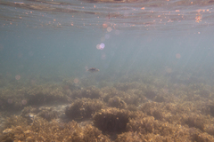 Rhinecanthus aculeatus