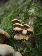 Panellus