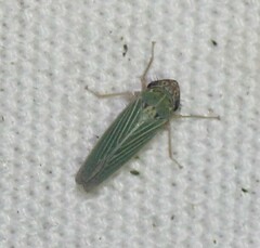 Xyphon reticulatum