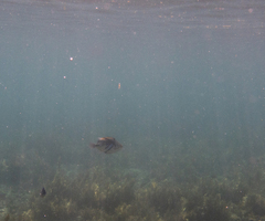 Rhinecanthus aculeatus