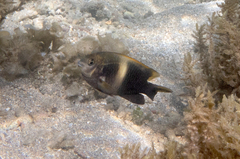 Chrysiptera biocellata