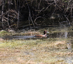 Aythya australis
