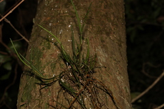 Dendrobium bowmanii