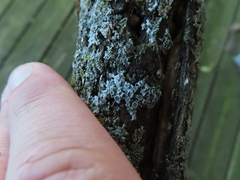 Physcia millegrana