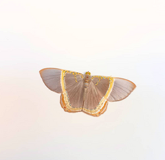 Phrygionis privignaria