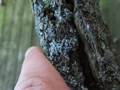 Physcia millegrana