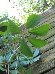 Parthenocissus inserta