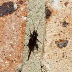 Teleogryllus commodus