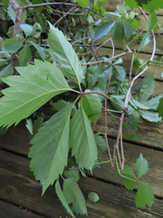 Parthenocissus inserta