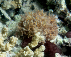 Rhodophyta