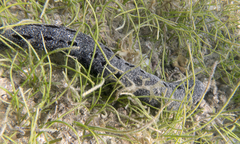 Holothuria atra