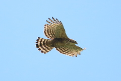 Nisaetus nipalensis