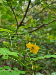 Senna occidentalis