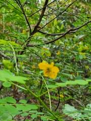 Senna occidentalis