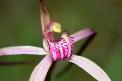Caladenia versicolor