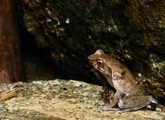Boulenophrys parva