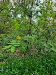 Senna occidentalis