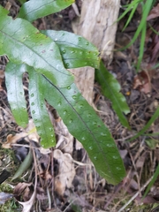 Microsorum pustulatum pustulatum