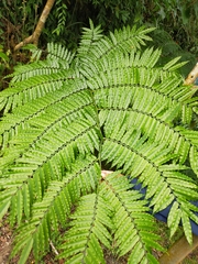 Angiopteris lygodiifolia