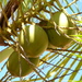 Cocos nucifera - Photo (c) Kimberlie Sasan,  זכויות יוצרים חלקיות (CC BY-ND), הועלה על ידי Kimberlie Sasan