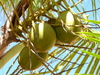 Coconut Palm - Photo (c) Kimberlie Sasan, some rights reserved (CC BY-ND), uploaded by Kimberlie Sasan