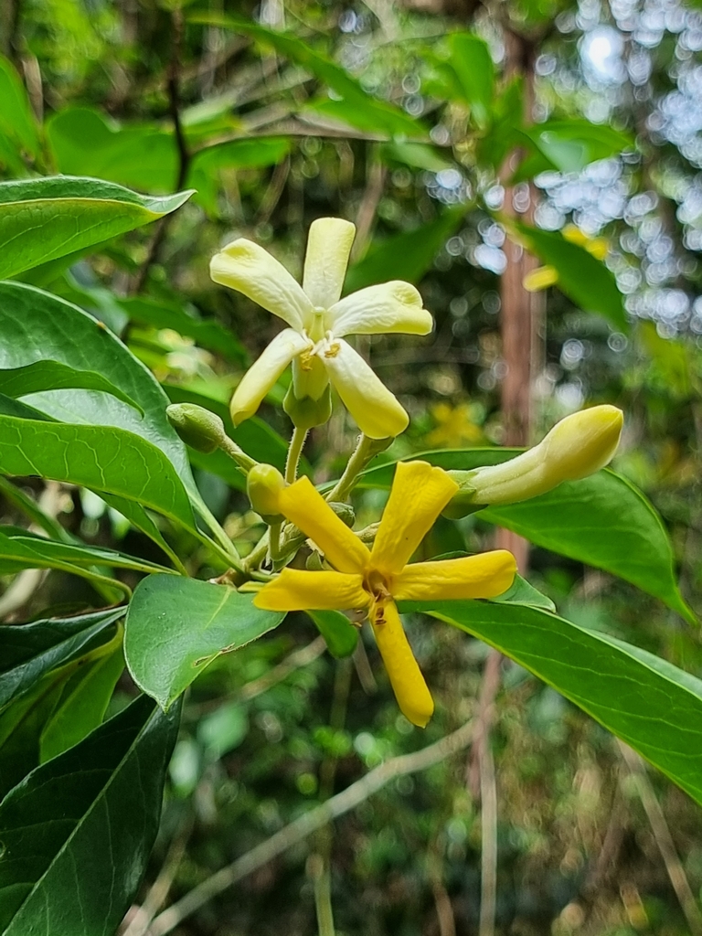 Hymenosporum flavum, Caloundra - Rail Corridor, AU-QL, AU