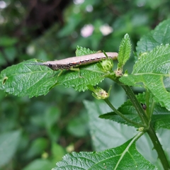 Neorthacris