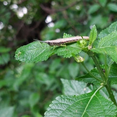 Neorthacris