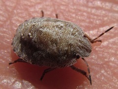 Psacasta exanthematica