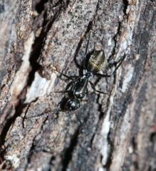 Camponotus aeneopilosus