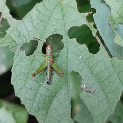 Catantopinae
