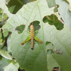 Catantopinae
