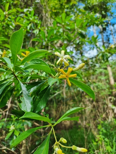 Hymenosporum flavum