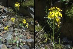 Coincya monensis cheiranthos