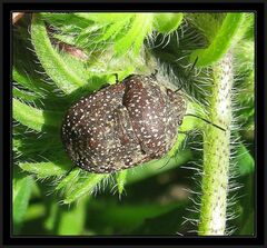 Psacasta exanthematica