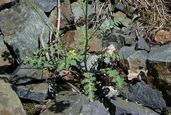 Coincya monensis cheiranthos