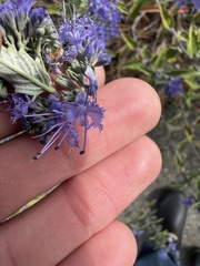 Caryopteris mongholica