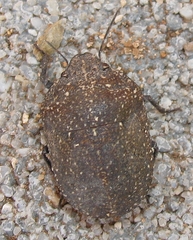 Psacasta exanthematica