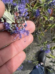 Caryopteris mongholica