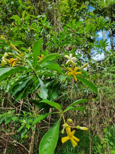Hymenosporum flavum