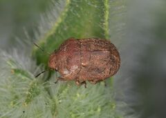 Psacasta tuberculata