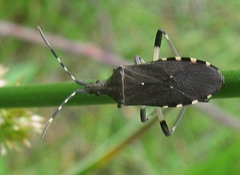 Dicranocephalus agilis