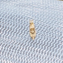 Crocidosema plebejana