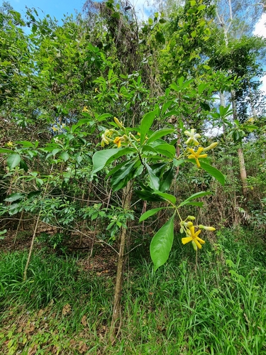 Hymenosporum flavum