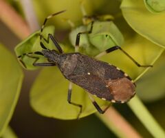 Dicranocephalus agilis