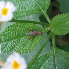 Catantopinae
